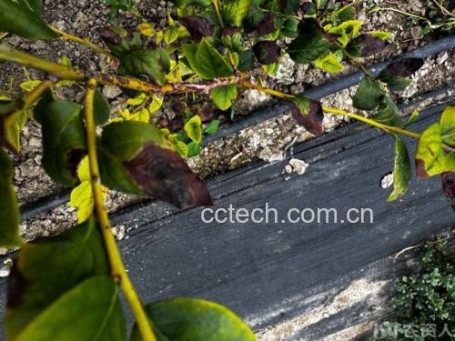 左侧为健康蓝莓根系:乳白色、粗壮、具密集白色须根;右侧为疫霉菌侵染根系:主根黑褐色、皮层脱落、须根全部腐烂,断面可见环状褐变层;背景为pH试纸比色卡(显示土壤pH=6.1),标注'>5.5危险阈值' 蓝莓干枯植株根系对比图