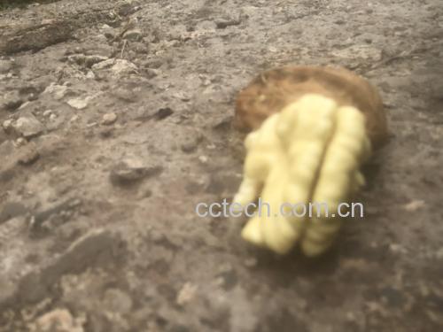 生核桃特写,展示其自然外壳与果仁状态 生核桃特写