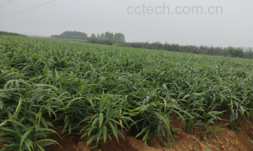 一片湿润的农田中,绿色的生姜植株整齐排列,叶片细长呈披针形,土壤疏松呈深褐色,农民正在弯腰查看根部生长情况,远处有遮阳网覆盖的育苗区,展现生姜从田间到餐桌的源头生态 生姜种植田间实景