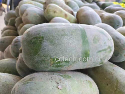 展示不同厚度的冬瓜切片,包括薄片、厚片和整块冬瓜 冬瓜切片示意图