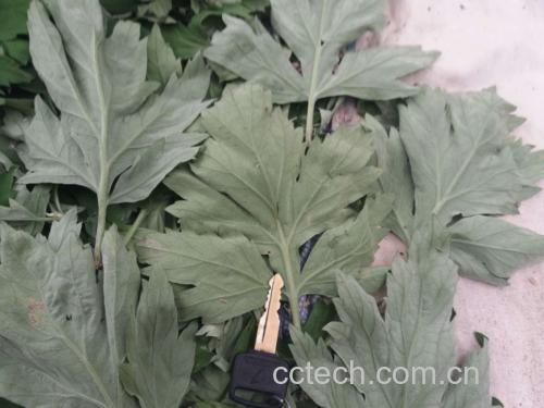 图片展示泡脚桶、花椒粒、粗盐、加热设备等泡脚所需工具,背景为温馨家居环境,突出家庭养生氛围 泡脚工具与材料展示