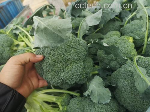 图片说明:一道色彩鲜艳的生菜西兰花沙拉摆盘,配有坚果和柠檬汁酱料 生菜西兰花沙拉成品图