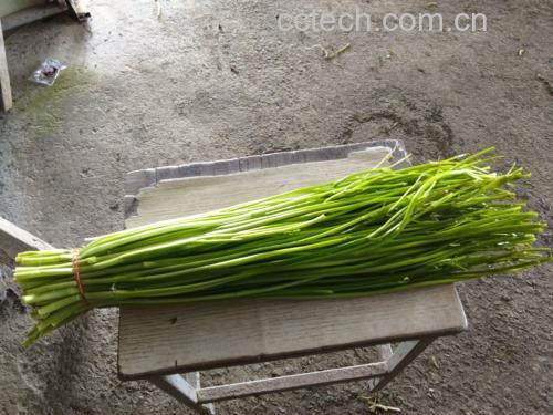 新鲜采摘的芹菜与莴苣整齐摆放于木质案板上 芹菜与莴苣新鲜摆盘图