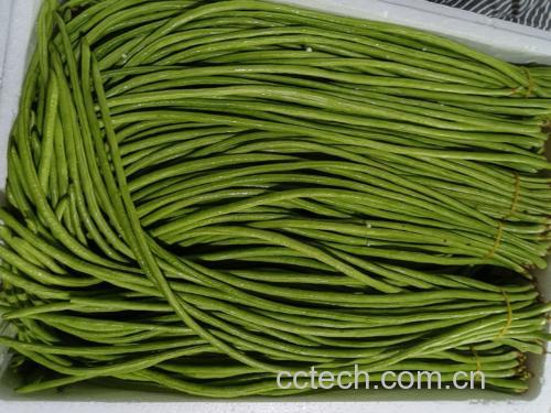 新鲜豆角与完整土豆并列展示 豆角与土豆并排摆放的对比图