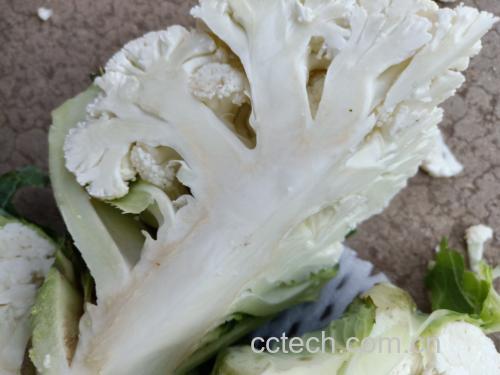 高清特写图:展示菜花‘掰’而非‘切’的操作手法,强调花球完整度与茎部去皮切片细节,背景为木质砧板与不锈钢刀具 菜花正确处理过程特写:左手握整颗菜花,右手沿自然花序缝隙轻掰成均匀小朵,旁边摆放去皮切片的嫩茎
