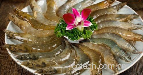 创意拼盘图:俯拍视角展示三种菜花做法成品对比,突出色泽差异与质感区别,餐具为浅灰陶瓷盘,背景简洁纯白 三种菜花创意吃法拼盘:左上蚝油菜花油亮酱色、右上菜花肉片粉白相间、左下凉拌菜花翠绿爽利,三格构图清晰
