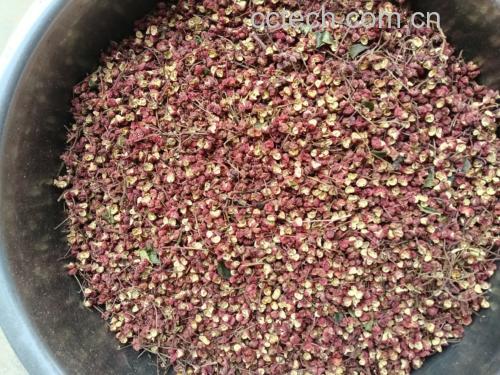 新鲜辣椒与辅料摆放在案板上,准备开始制作 辣椒与配料摆放整齐