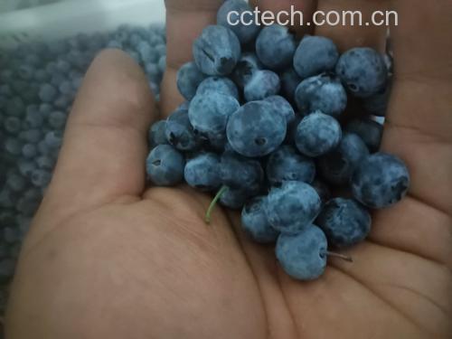 图表展示蓝莓GI值及其对血糖的影响 蓝莓与血糖控制的示意图