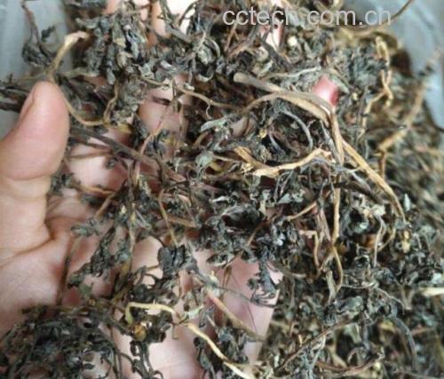 展示山药选购时的判断标准,包括表皮状态、断面颜色、质地硬度等 山药选购指南示意图