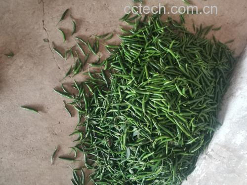 一盘新鲜采摘的红辣椒与绿辣椒混合摆放,背景为田园风格 鲜辣椒特写
