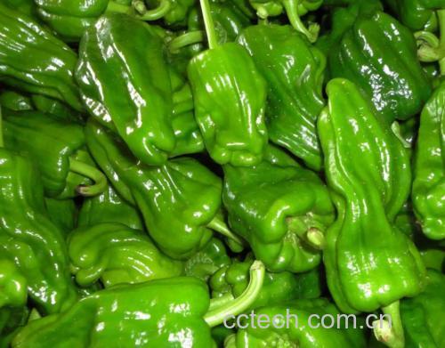 鲜辣椒与西红柿、洋葱、大蒜一起摆放在木质案板上,呈现自然食材搭配场景 鲜辣椒与其他蔬菜搭配图