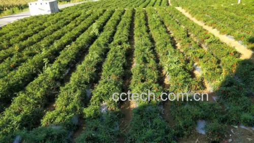 一片阳光下的鲜辣椒种植田,辣椒植株整齐排列,红绿相间的辣椒挂满枝头,展现自然农耕风貌 鲜辣椒种植田实景图