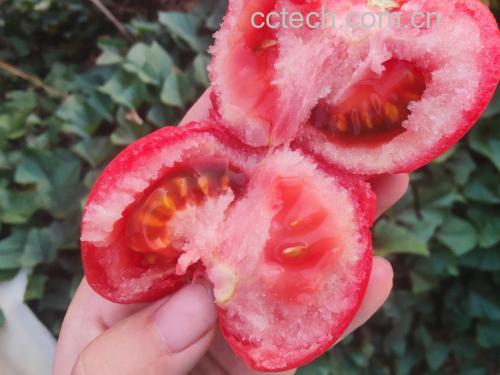 新鲜红润的西红柿特写,展示其饱满的果实和鲜艳的红色 新鲜红润的西红柿特写