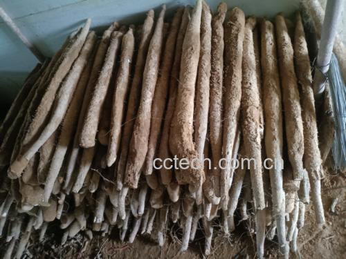 新鲜淮山药实物图,展示其表皮粗糙、质地细腻的特征 淮山药实物图
