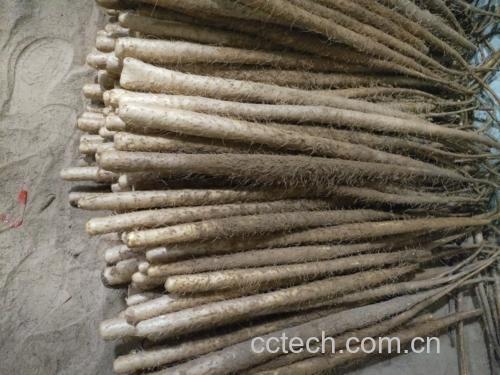 一碗热腾腾的山药芡实白扁豆粥,旁边摆放着新鲜的山药、白扁豆和芡实 山药芡实白扁豆的功效