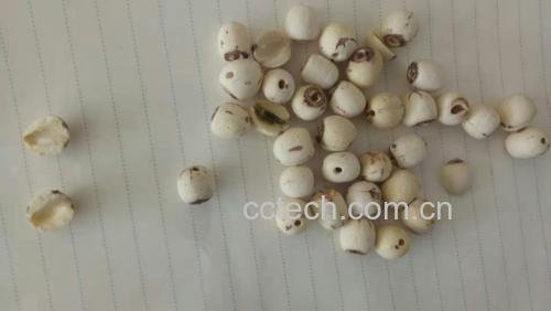 展示白色或略带黄褐色的茨实颗粒,质地坚硬,外形圆润 茨实颗粒图