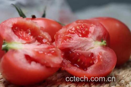 新鲜西红柿切开后露出多汁果肉和种子,呈现出鲜艳的红色 西红柿切片展示其内部结构与红色果肉