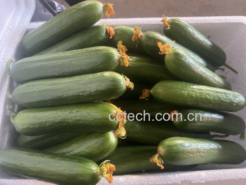 黄瓜西红柿沙拉拼盘