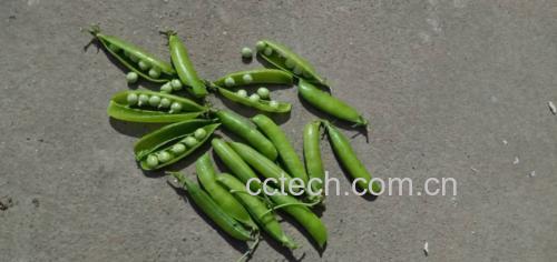 展示新鲜绿色豌豆豆荚打开后的内部结构,豆粒饱满翠绿 新鲜采摘的绿色豌豆特写