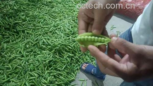 展示新鲜豌豆与黄豆的对比,突出它们在外观和用途上的不同 豌豆与大豆的对比图