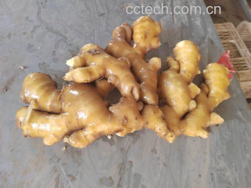 一碗热气腾腾的大黄姜炖鸡汤,配有姜片和鸡肉 大黄姜炖鸡汤示意图