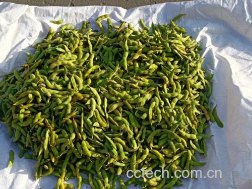 新鲜毛豆与冬瓜并排摆放,展示原始食材的新鲜与自然 毛豆与冬瓜食材图