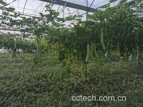 展示甜瓜发苦的几种常见原因,包括未成熟、品种问题、种植环境不良等 甜瓜发苦的原因示意图