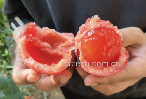 新鲜红柿子切开露出橙红色果肉 新鲜红柿子切开露出橙红色果肉