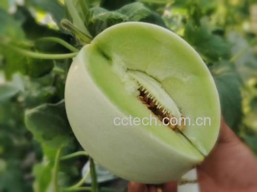一个成熟的玉菇甜瓜被横向切开,露出乳白色半透明的果肉,质地细腻柔润,中心有清晰的籽腔,果皮为浅黄色带细密网纹,背景为自然田园环境,突出其新鲜采摘的状态 玉菇甜瓜剖面特写