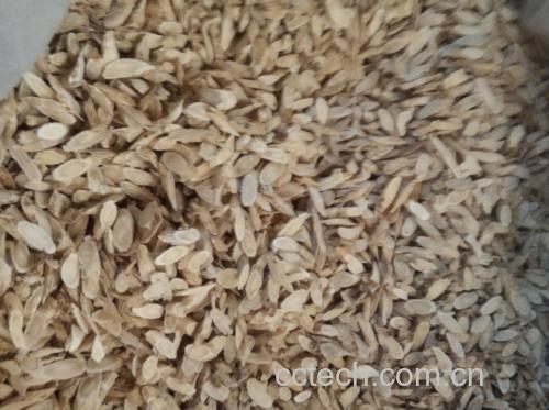 图片说明:左边为切片黄芪,右边为干燥浮小麦,两者均为天然农产品 黄芪与浮小麦的实物对比图