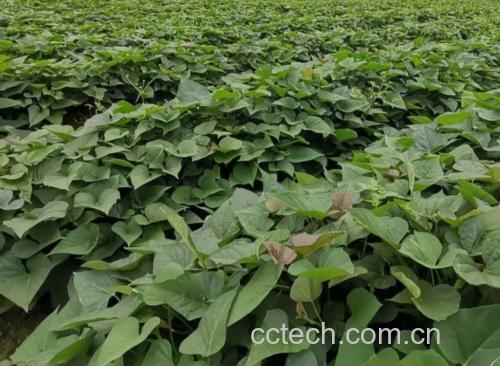 阳光下的红薯种植基地,农民正在田间劳作,远处可见成片的红薯藤蔓 红薯种植田实景