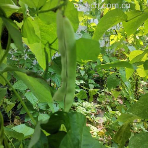 一串新鲜采摘的绿色豌豆角挂在自然生长的藤蔓上,豆荚饱满、色泽鲜亮,周围有露珠和阳光照射效果,展现原生态种植环境 新鲜翠绿的整串豌豆角悬挂在藤蔓上,阳光透过叶片洒落,背景为清晨田园风光