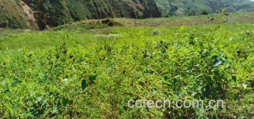 黄芪与陈皮并列展示图,背景为自然农家环境 黄芪与陈皮实物图