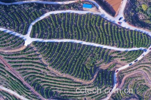 血橙果园航拍图，成片的血橙树整齐排列，部分果树挂满果实，阳光洒落
