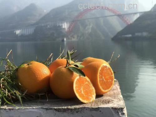 图片说明:新鲜切开的伦晚脐橙,果肉晶莹剔透,汁水丰富 新鲜切开的伦晚脐橙特写图