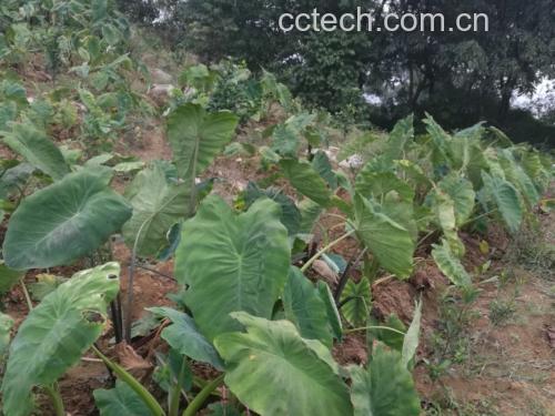 一株生长旺盛的毛芋头植物,展示其粗壮带绒毛的叶柄(即毛芋头杆),叶片呈心形,叶脉明显,茎秆表面有细密茸毛,背景为湿润的农田环境 毛芋头植株特写