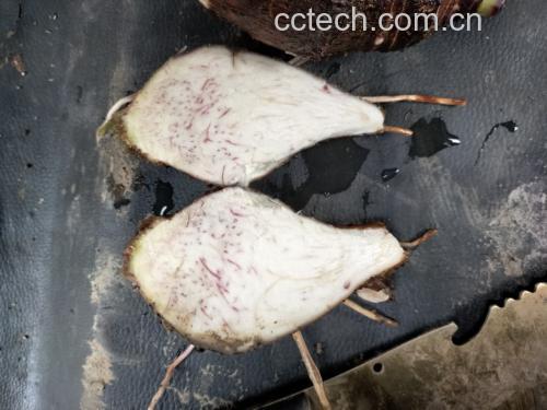 摆盘精美的毛芋头糯米糍,表面撒满椰蓉,色泽洁白,质感Q弹 毛芋头糯米糍成品图