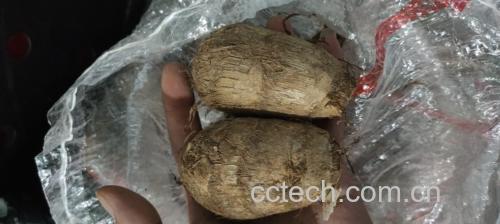 展示毛毛芋头在纸箱中整齐摆放,周围用报纸填充防潮,放置于阴凉角落 毛毛芋头储存示意图