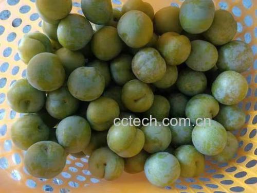 蜂糖李与苹果、葡萄等常见水果在维生素C、膳食纤维、糖分等方面的营养成分对比图表 蜂糖李与其他水果对比营养图表