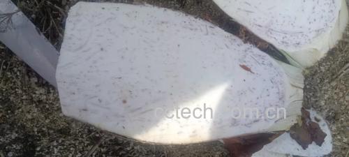 新鲜香芋实物展示,表皮棕褐色,切开后可见紫色纹路 香芋实物图