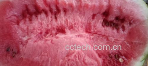 展示一个果肉未完全变红的西瓜内部状态 切开一个未完全成熟的西瓜