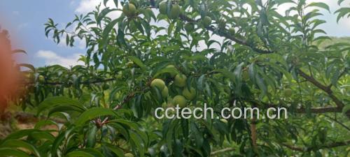 一片阳光下的蜂糖李果园,果树枝繁叶茂,果实挂满枝头 蜂糖李果园实景图