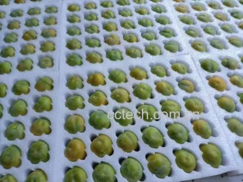 展示一颗新鲜采摘的蜂糖李,表皮略带白霜,果肉饱满透明 蜂糖李特写