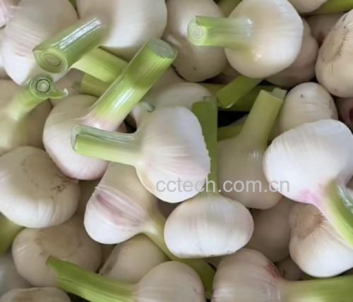 锅中正在翻炒的白菜与蒜苔混合物,颜色鲜亮,锅铲正在搅拌中 白菜蒜苔翻炒过程图