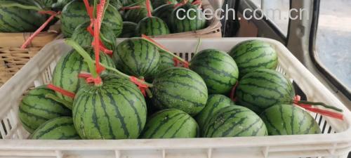 市场上的多种西瓜品种展示图