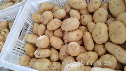 成品狼牙土豆摆盘,撒上调料,色泽金黄,诱人食欲 成品狼牙土豆摆盘图
