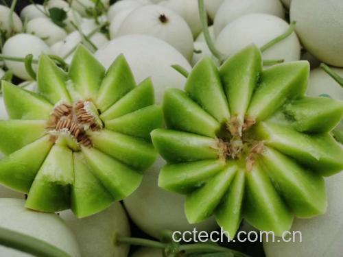 玉菇甜瓜果实特写,展示其白色果肉与淡绿色外皮 玉菇甜瓜果实特写