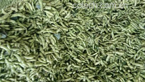 玉米粒、胡萝卜丁、青豆焯水后的状态,颜色鲜艳,整齐摆放 食材预处理图