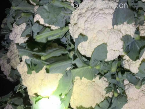 松仁玉米搭配焯水松花菜,色彩对比鲜明,营养均衡 松仁玉米与松花菜搭配图