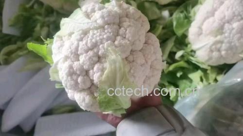 松花菜炖豆腐成品图